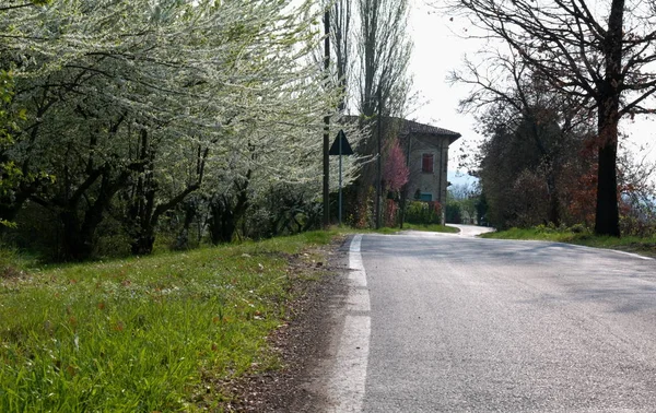 Blommande Träd Vårdag Castelvetro Italien — Stockfoto