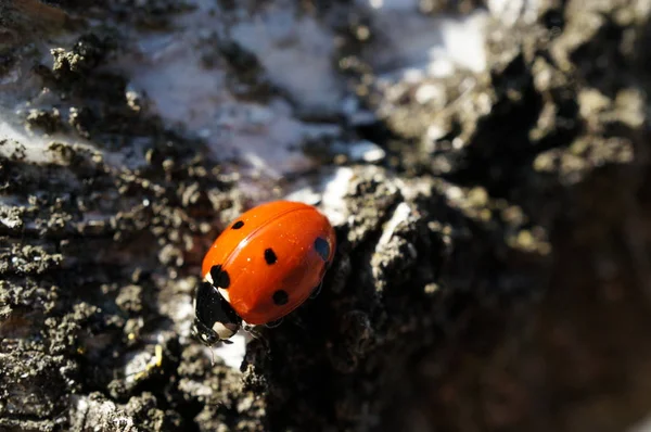 무당벌레 버그가 자작나무에서 있었습니다 — 스톡 사진
