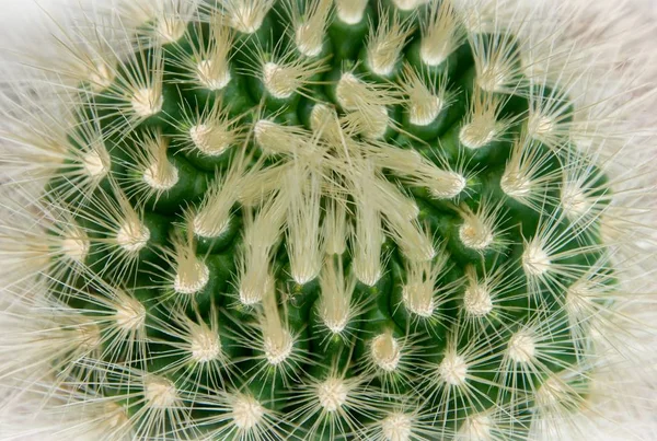 Piante Tropicali Cactus Cactus — Foto Stock