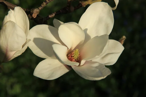 Krásný Botanický Záběr Přírodní Tapety — Stock fotografie