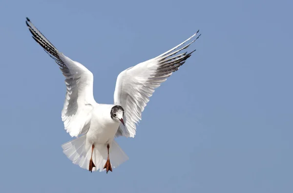 Vue Panoramique Magnifique Oiseau Mouette Mignon — Photo