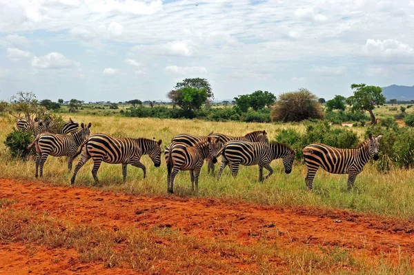 Çizgili Zebra Hayvanı Memeli — Stok fotoğraf