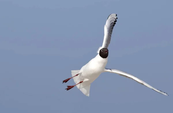 Vista Panorámica Hermoso Pájaro Lindo Gaviota —  Fotos de Stock