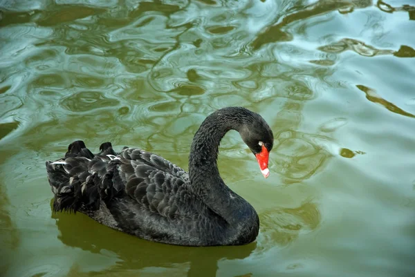 Schilderachtig Uitzicht Majestueuze Zwaan Natuur — Stockfoto