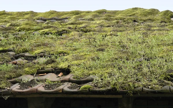 成長過程の屋根の詳細 — ストック写真