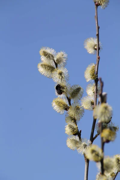 Bumblebee Pussy Willow Blooms — Φωτογραφία Αρχείου