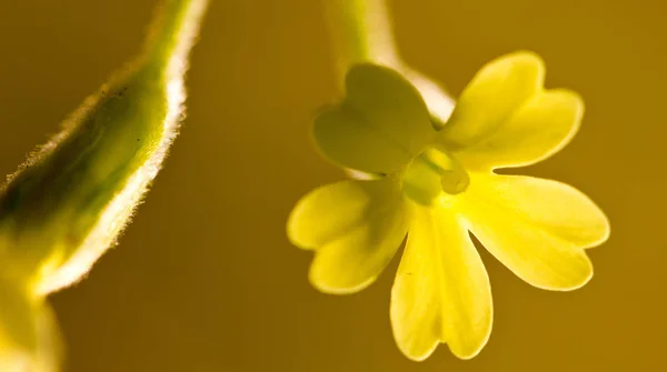 Mooi Botanisch Schot Natuurlijk Behang — Stockfoto