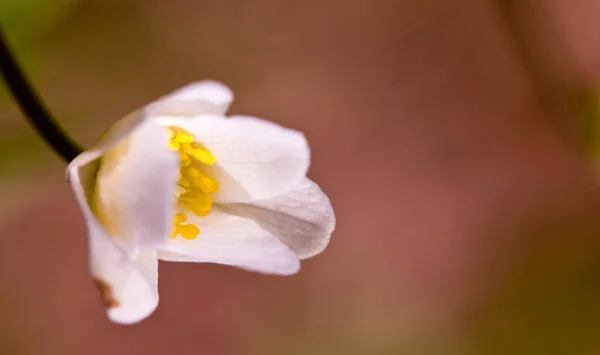 View Beautiful Spring Flowers — Stock Photo, Image