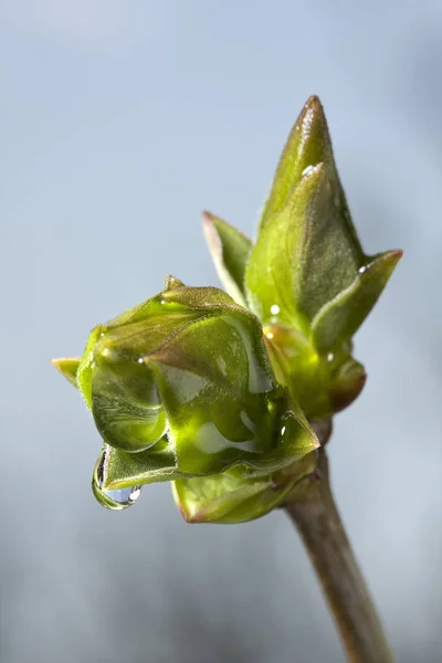 Een Motor Van Een Plant Regen — Stockfoto