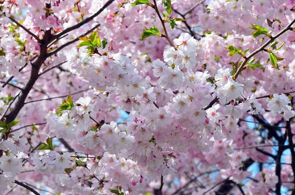 Floraison Printemps Floraison Des Fleurs Sur Les Branches Des Arbres — Photo