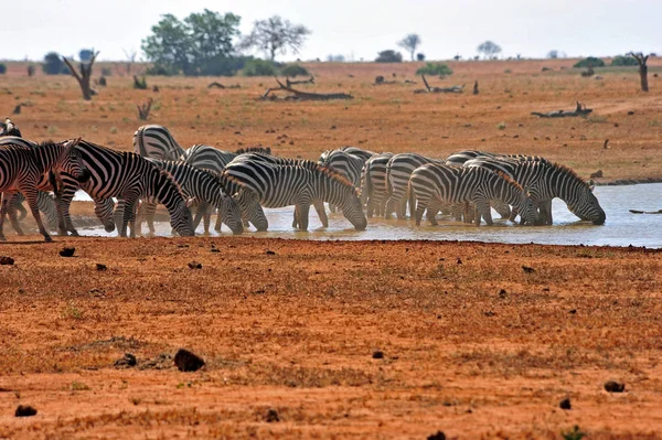 Çizgili Zebra Hayvanı Memeli — Stok fotoğraf