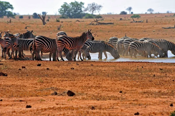 Zebra Sürüsü Vahşi Hayvanlar — Stok fotoğraf