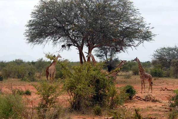 Erbivoro Giraffe Animali Della Savana — Foto Stock
