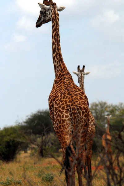 Braune Giraffe Tiere Tierwelt Flora Und Fauna Der Natur — Stockfoto