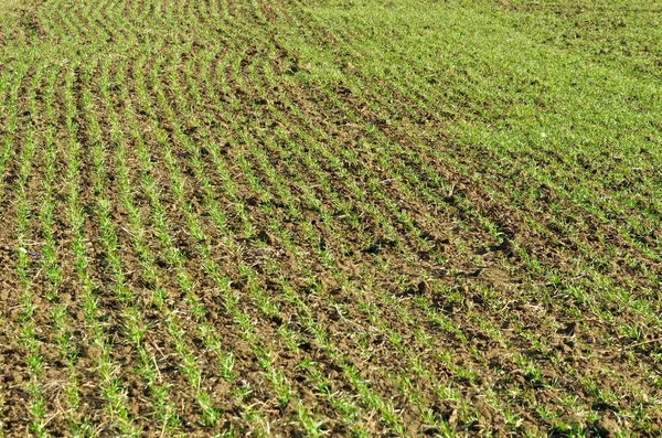 Malerischer Blick Auf Die Landschaft Selektiver Fokus — Stockfoto