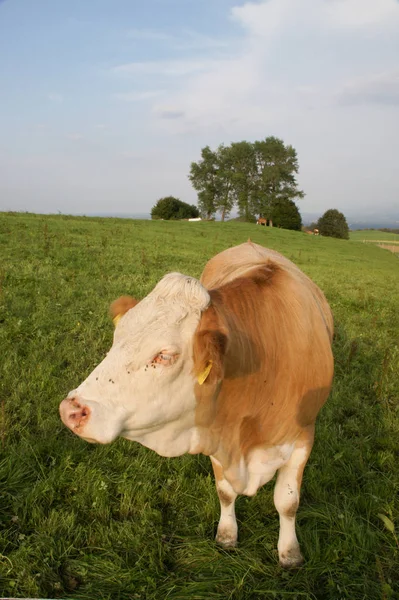 Picturesque Nature Culture Bavaria — Stock Photo, Image