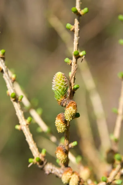 Die Jungen Frühlingstriebe Der Lärche — Stockfoto