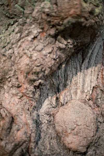 Tree Bark Nature Timber Textured — Stock Photo, Image