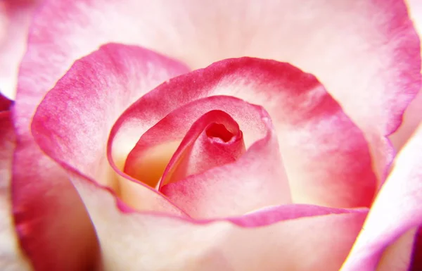 Red White Rose — Stock Photo, Image