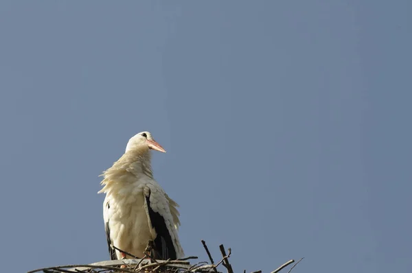 Utsikt Vakre Storkefugler Naturen – stockfoto