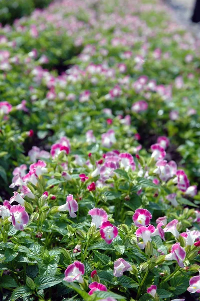 Feld Aus Winzigen Rosa Blüten — Stockfoto