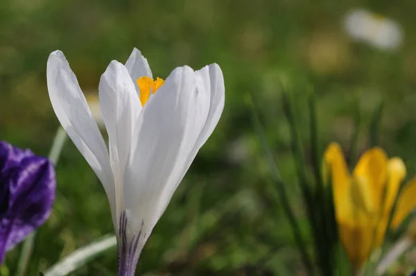 Bahar Çiçeği Mor Flora — Stok fotoğraf