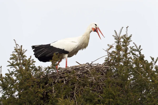 Scenic View White Stork Wild Nature — Stock Photo, Image