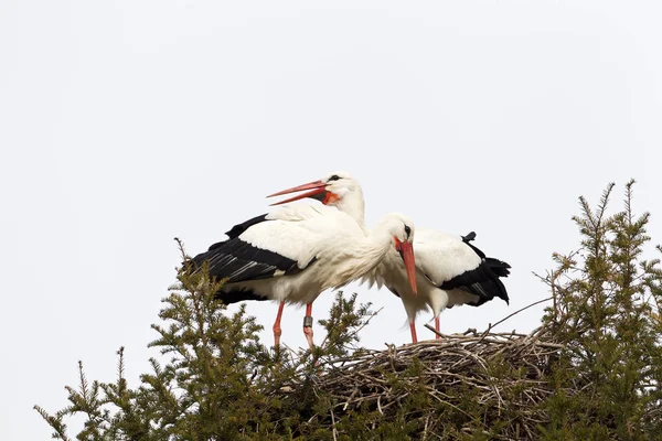 Aussichtsreiche Aussicht Auf Weißstorch Wilder Natur — Stockfoto