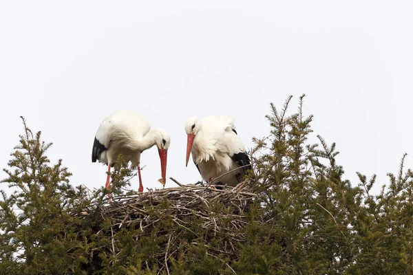 White Stork Ciconia Ciconia Two Animal Animal Photo Germany Horizontal — Stock Photo, Image