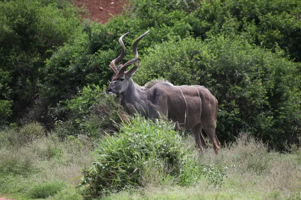 Kudu Antelope Zvířata Volně Žijící Živočichové Příroda Fauny — Stock fotografie