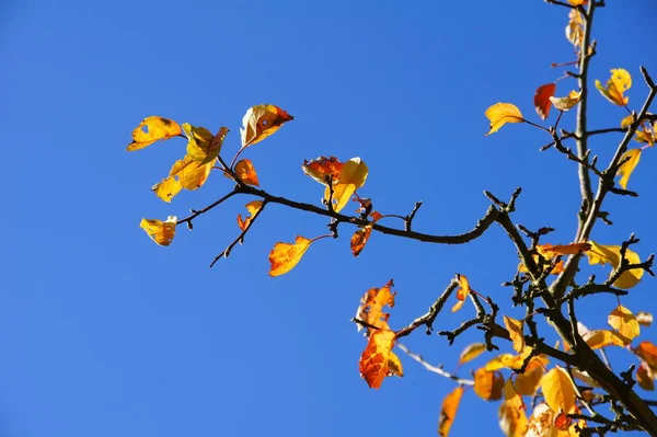 秋リンゴの木の枝 — ストック写真