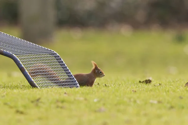 Faune Écureuil Dans Nature Écureuil Pelucheux — Photo