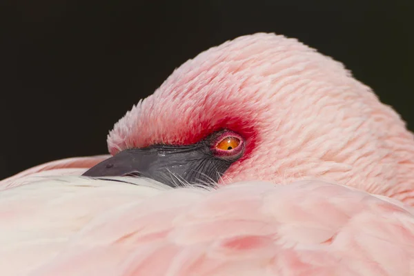 Vista Panorâmica Belo Pássaro Flamingo Natureza — Fotografia de Stock