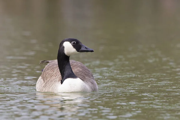 Kanadagås Branta Canadensis — Stockfoto