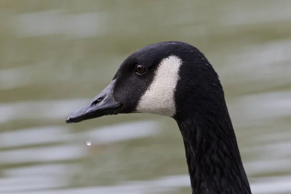 Kanada Kazı Branta Kanadensis — Stok fotoğraf