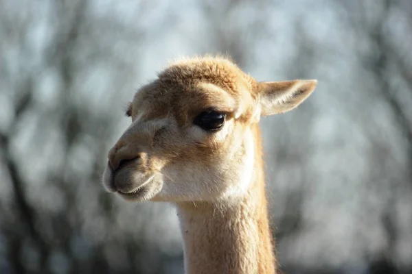 Närbild Djur Zoo — Stockfoto