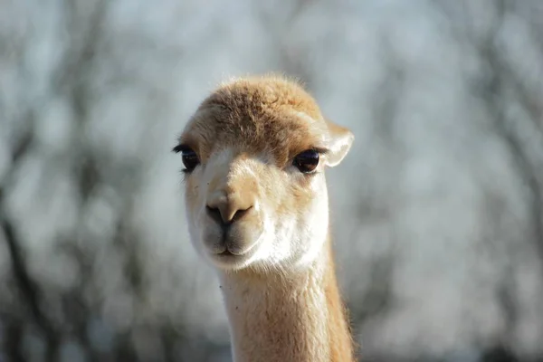 Lama Animal Rolig Lång Hals Djur — Stockfoto