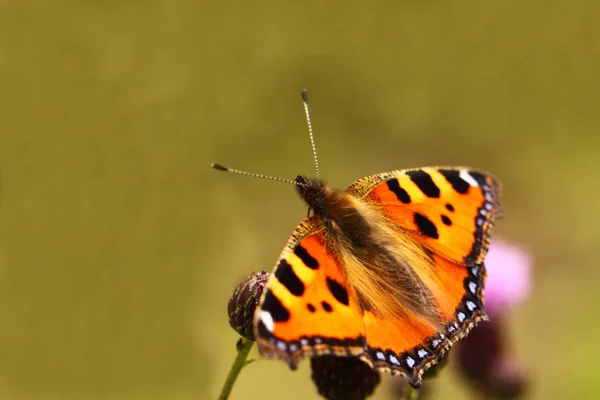 Mały Lis Motyl Flora Fauna — Zdjęcie stockowe