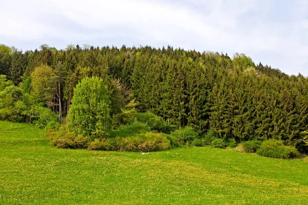 Krajobraz Łąką Lasem Wiosną — Zdjęcie stockowe