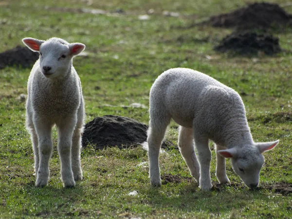 Landschaftlicher Blick Auf Die Landwirtschaft Selektiver Fokus — Stockfoto