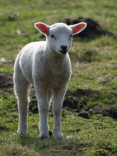 Haustiere Auf Der Weide — Stockfoto