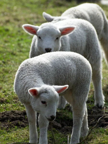 Otlaktaki Evcil Koyunlar — Stok fotoğraf