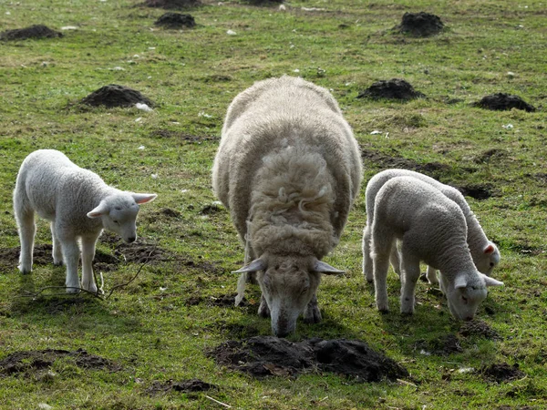 Animaux Domestiques Dans Les Pâturages Agricoles — Photo