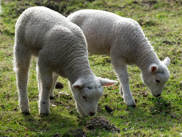 Aussichtsreicher Blick Auf Die Landwirtschaft Auf Dem Land — Stockfoto