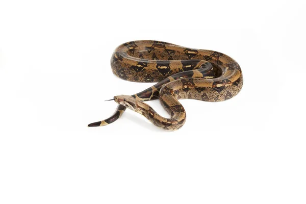 Snake Snake Boa Natter Com Fundo Branco — Fotografia de Stock