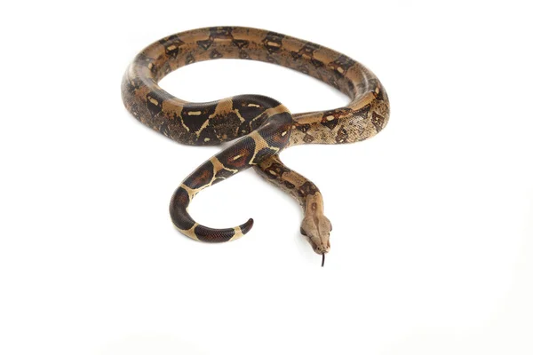 Serpent Boa Serpent Natter Fond Blanc — Photo