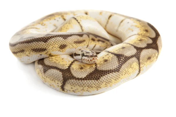 Snake Snake Boa Natter Met Witte Achtergrond — Stockfoto