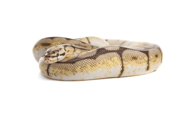 Snake Snake Boa Natter Met Witte Achtergrond — Stockfoto