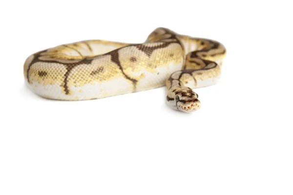 Wąż Wąż Boa Wąż Białym Tle — Zdjęcie stockowe