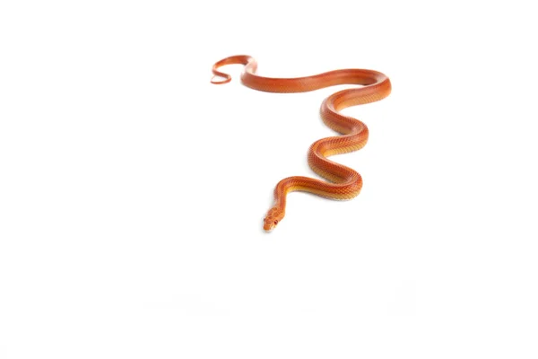 Serpent Boa Serpent Natter Fond Blanc — Photo